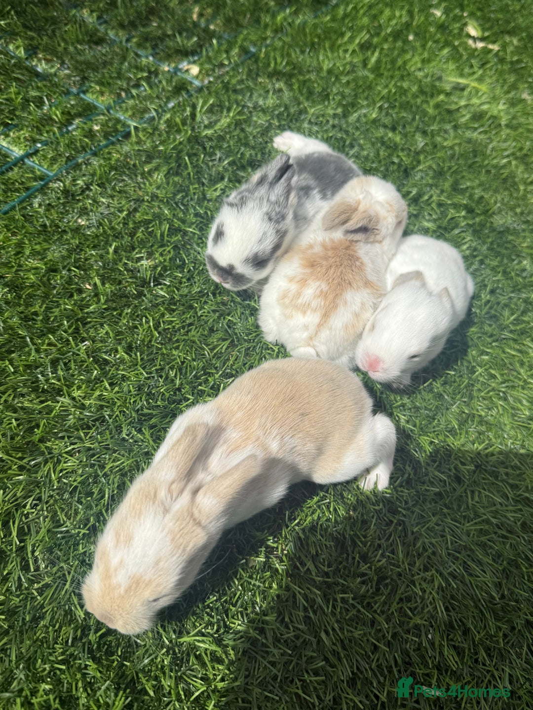 English Lop rabbits for sale: 4x English baby bunny rabbit  - Image 4