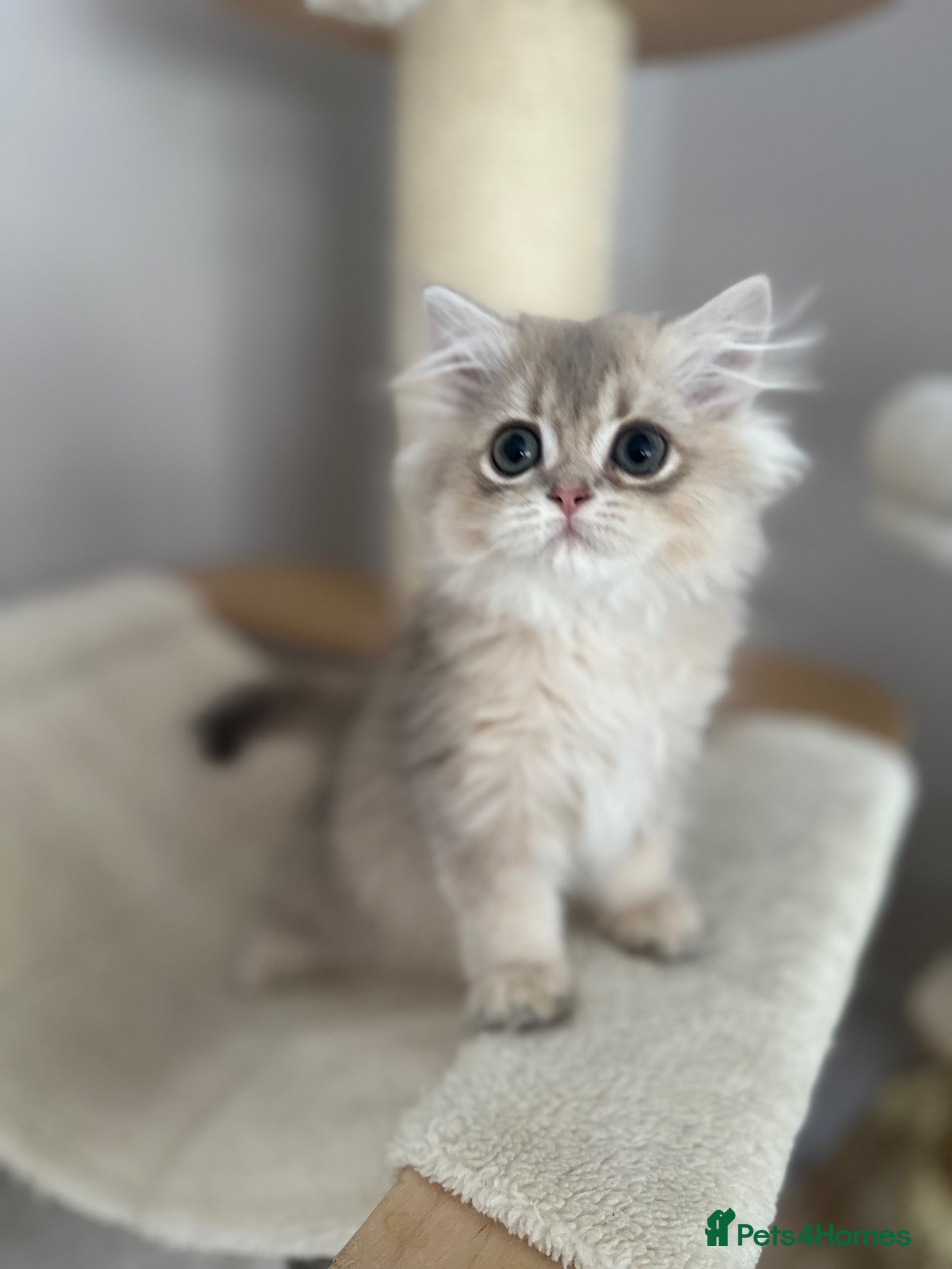 British Longhair cats BLUE GOLDEN BOY 10 weeks old  - Advert 2