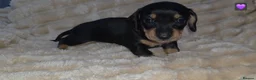 Miniature Dachshund dogs for sale: All reserved plz see my other add - Advert 32
