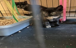 Mixed Breed cats for sale: Stunning tortoise shell kittens 9 weeks - Image 6