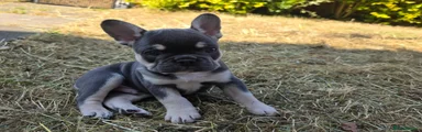 French Bulldog 1 Boy 💙