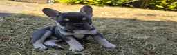 French Bulldog dogs for sale: French Bulldog Puppies, 1 Boy💙 and 2 Girls🩷🩷 - Advert 33