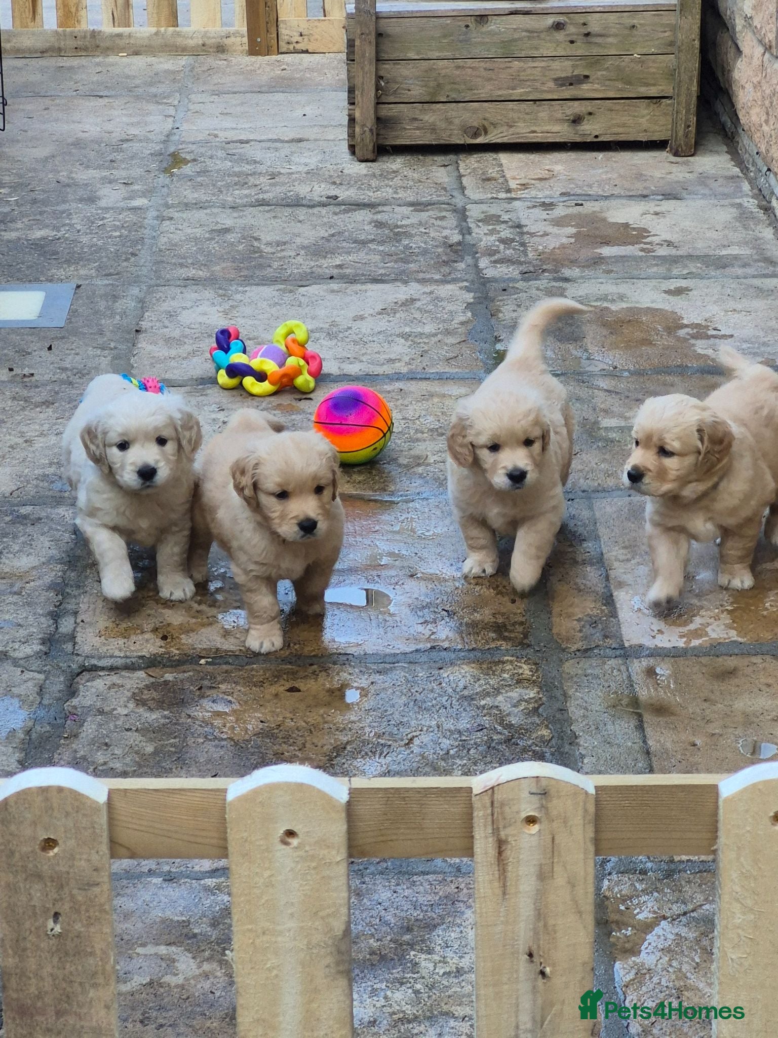 Golden Retriever dogs Golden Retriever Puppies for Loving Family Homes - Advert 2