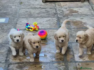 Golden Retriever dogs Golden Retriever Puppies for Loving Family Homes - Advert 2