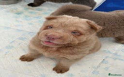 Shar Pei dogs for stud: Casanova - Tan pointed flower bear coat 🏆 - Image 6