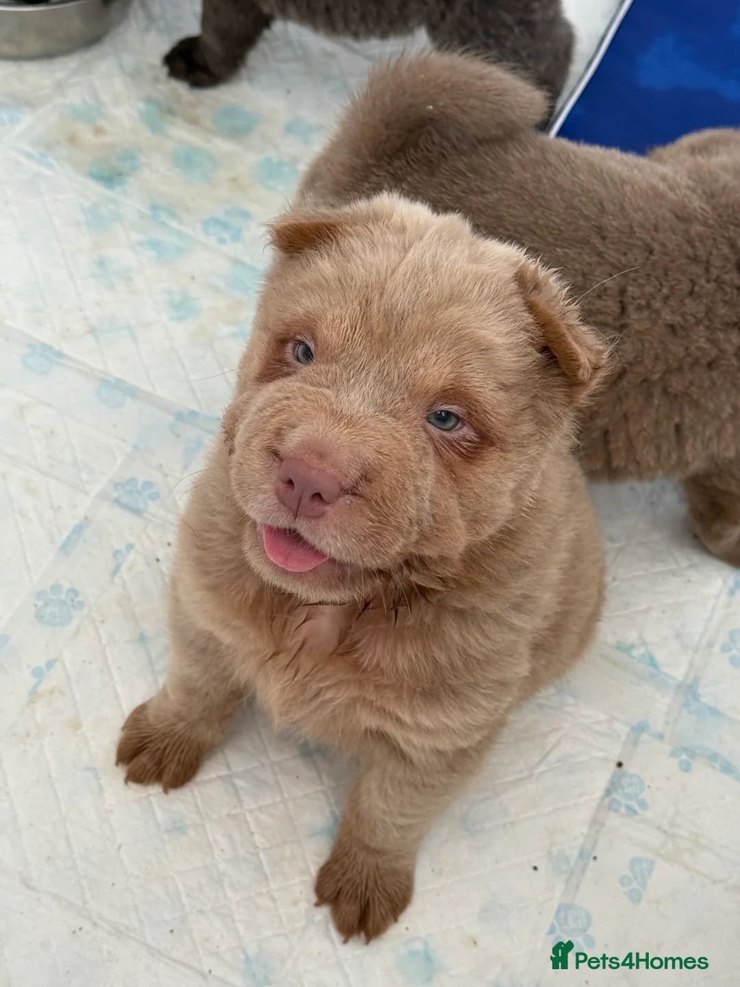 Shar Pei dogs for stud: Casanova - Tan pointed flower bear coat 🏆 - Advert 6