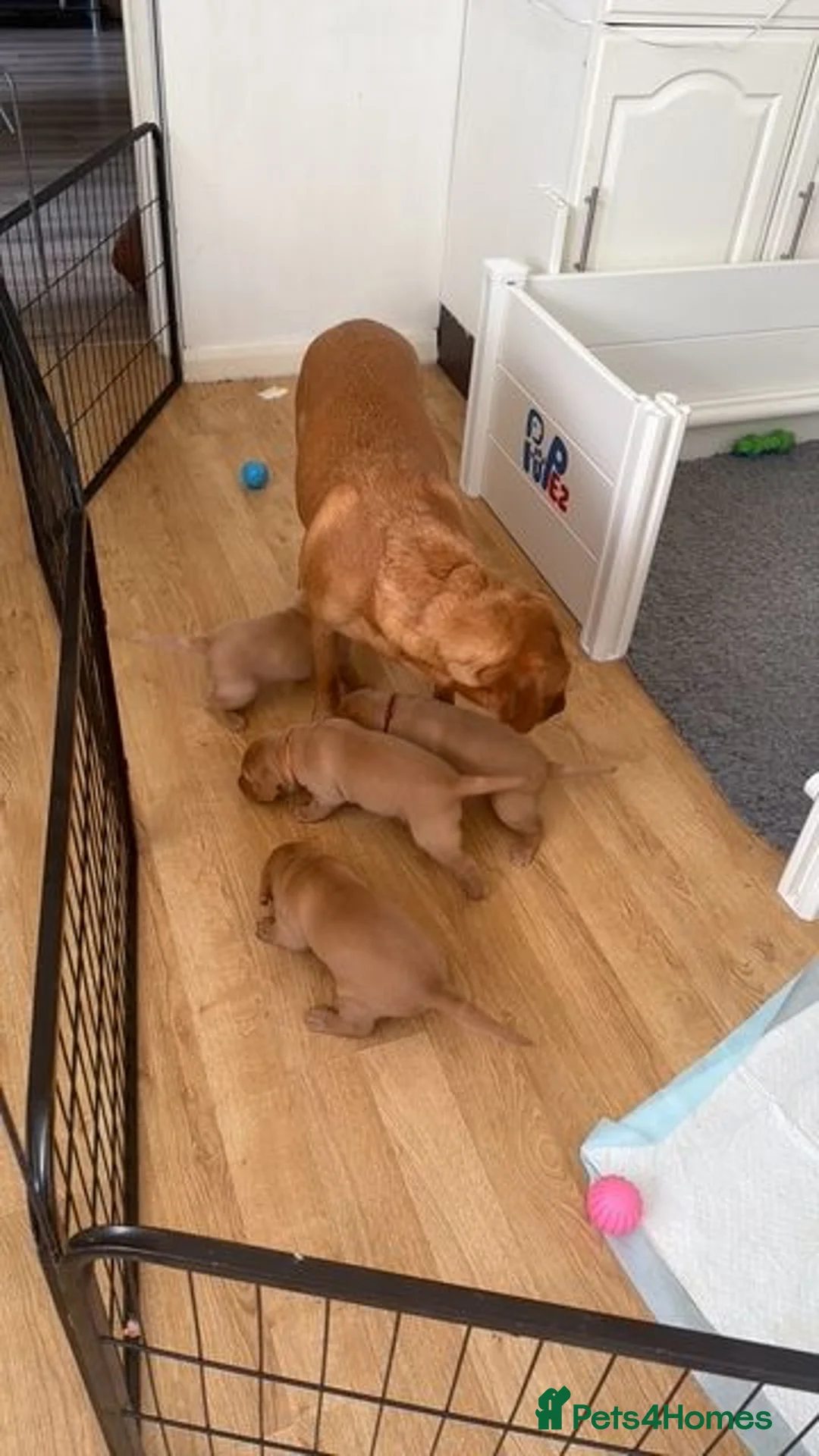 Labrador Retriever dogs for sale: Beautiful Fox Red Labrador Puppy – 1 Boy Available - Advert 12