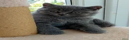 British Shorthair cats for sale: Gorgeous British short-hair kittens  - Advert 9