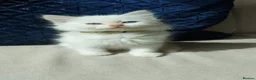 Siamese cats for sale: STUNNING Flame Point Siamese Kittens - Advert 27