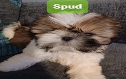 Shih Tzu dogs for stud: Handsome experienced KC registered stud dog in Cullompton - Image 24