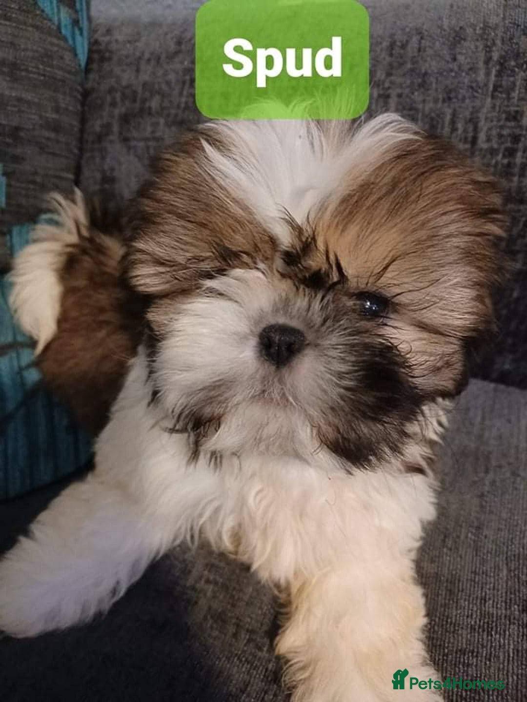 Shih Tzu dogs for stud: Handsome experienced KC registered stud dog in Cullompton - Image 24