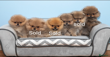 Pomeranian dogs - Advert 7