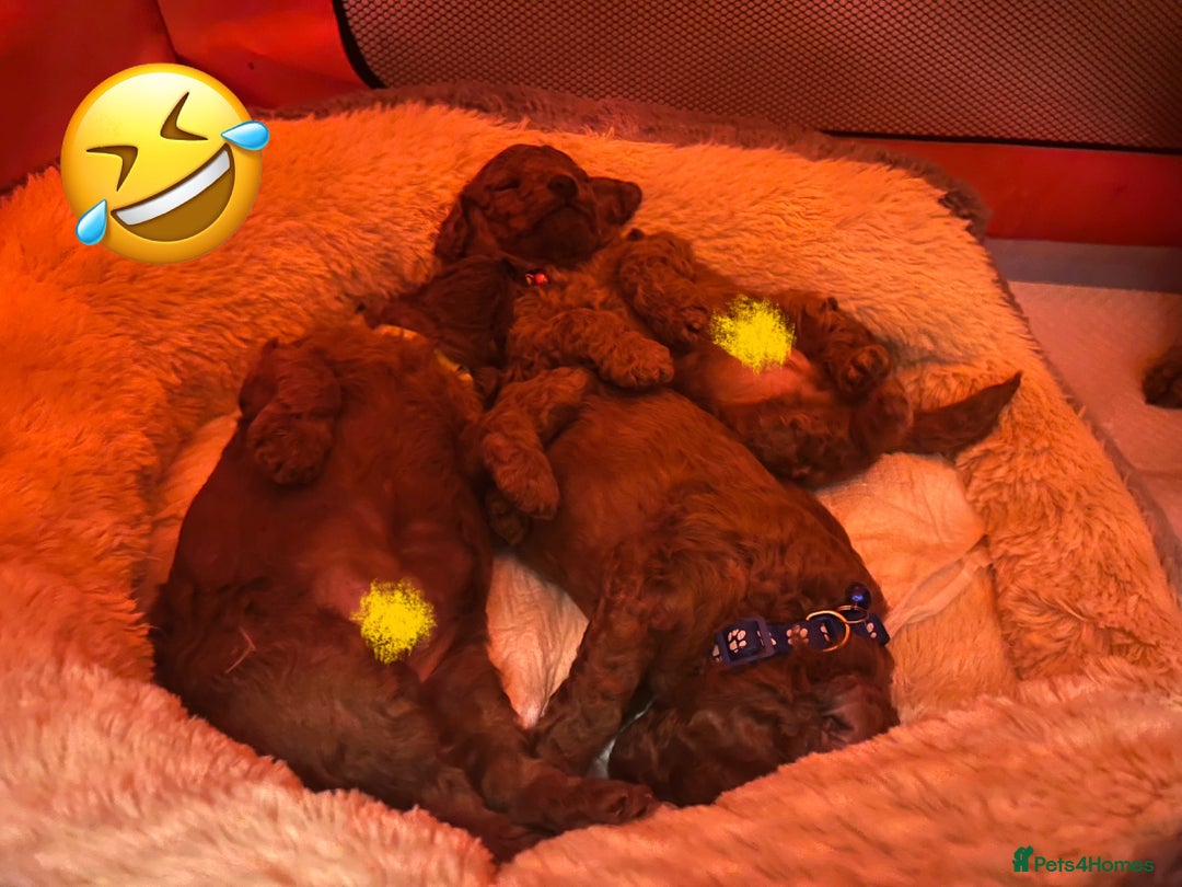 Toy Poodle dogs for sale: Adorable Deep Red Toy Poodle Puppies Available! 🐾 - Image 26