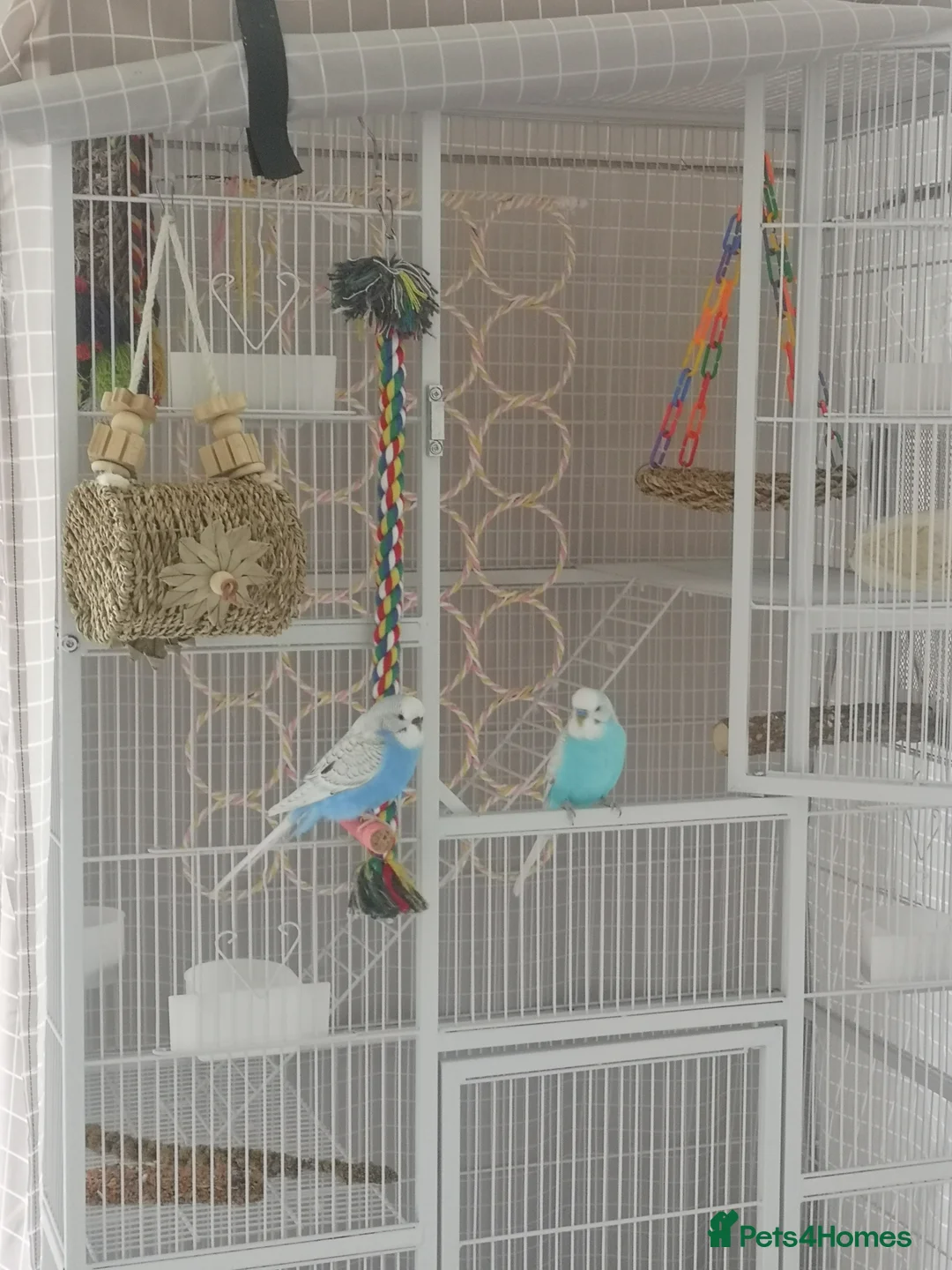 Budgerigars birds for sale: Budgerigars - one female one male - Advert 1