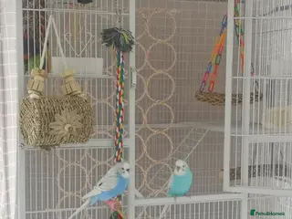 Budgerigars birds Budgerigars - one female one male - Advert 10