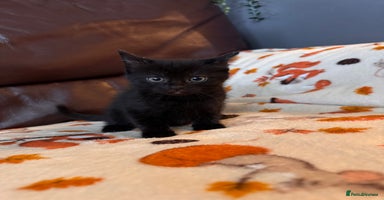 Mixed Breed cats - Advert 8