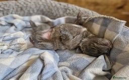 French Bulldog dogs for sale: French bulldog FLUFFY pups - Image 17
