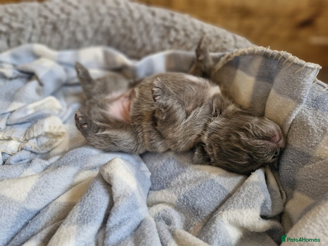 French Bulldog dogs for sale: French bulldog FLUFFY pups - Image 17
