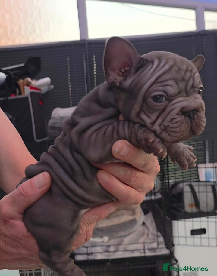 French Bulldog dogs 💥 Unique French Bulldog puppies 💥 - Advert 1
