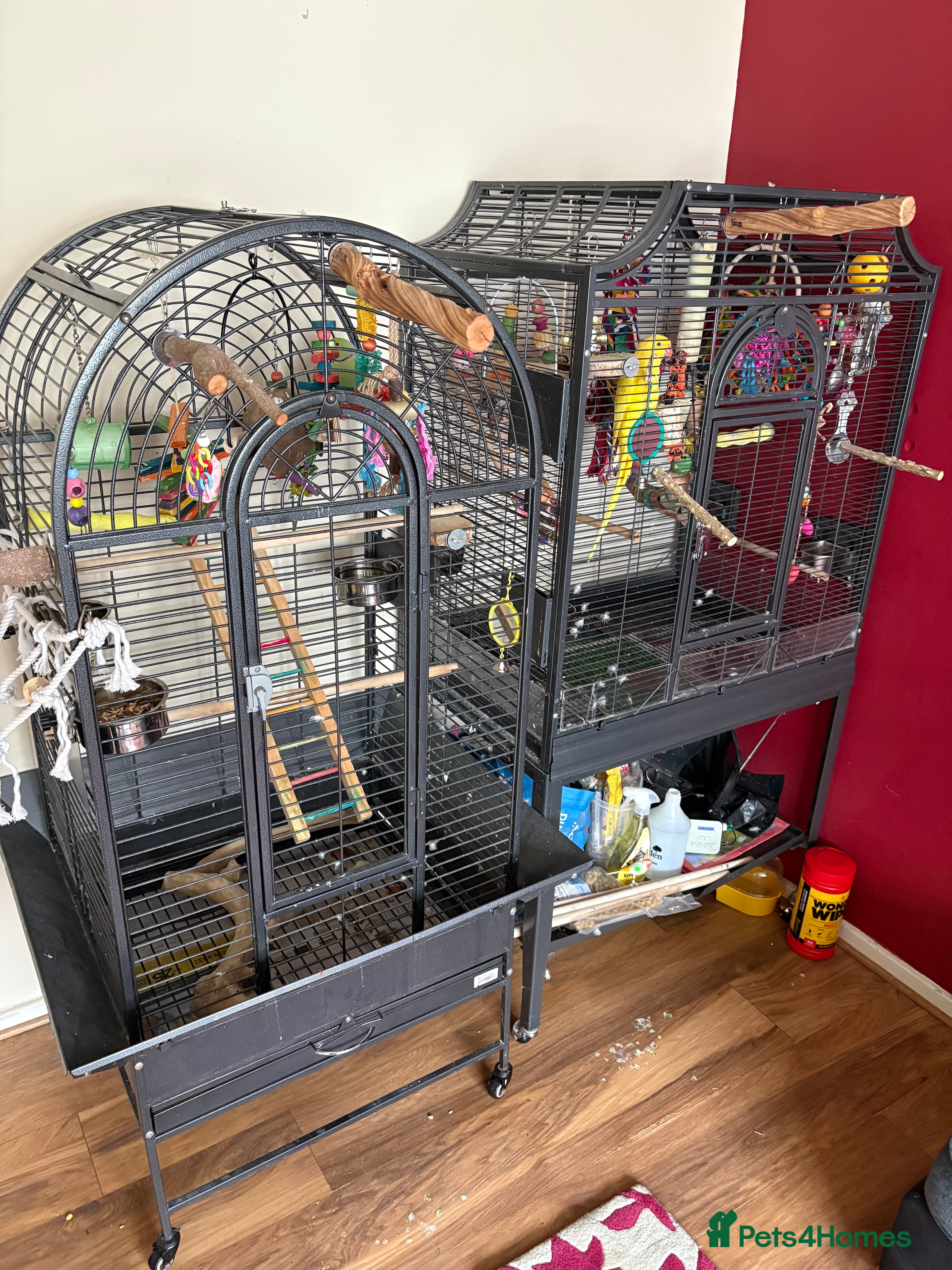 Ringnecks birds 2 Indian Ringneck's with 2 Large Cages - Advert 7