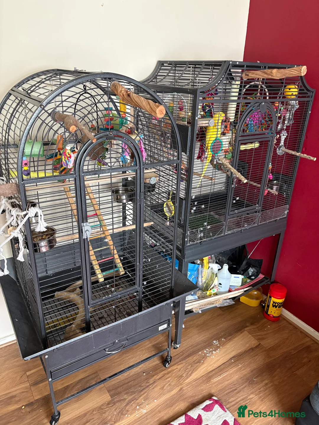 Ringnecks birds for sale: 2 Indian Ringneck's with 2 Large Cages - Advert 1