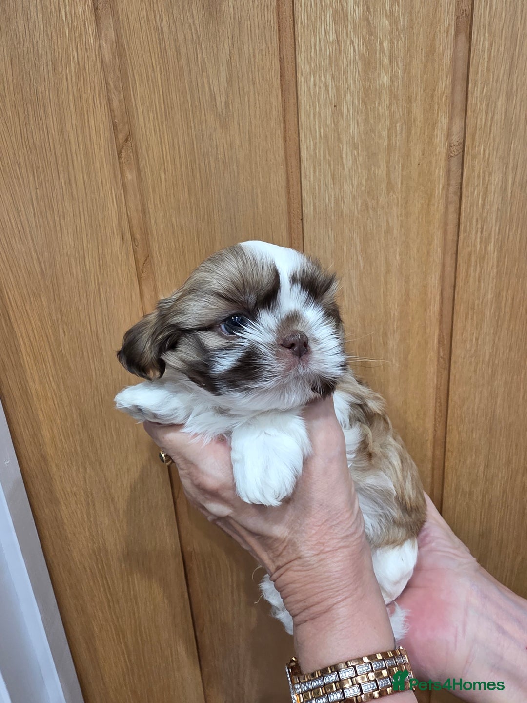 Shih Tzu dogs for sale: 3 stunning imperial karashishi shihtzu  - Advert 8