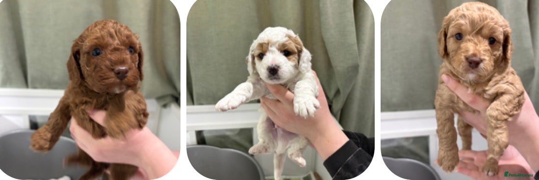 Cavapoo dogs 3 gorgeous cavapoo puppies - Advert 9