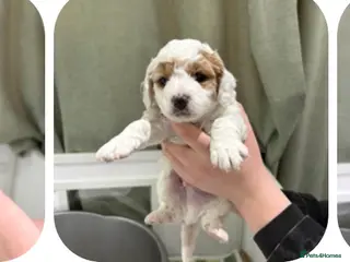 Cavapoo dogs 3 gorgeous cavapoo puppies - Advert 9