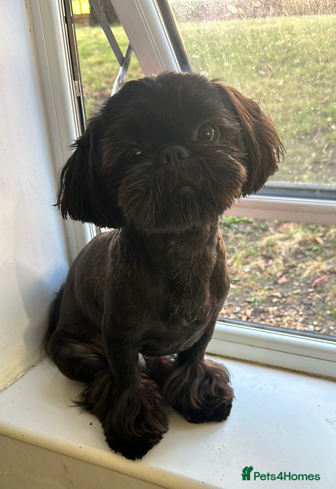 Shih Tzu dogs for stud: Pure breed Shih tzu Stud  - Advert 2