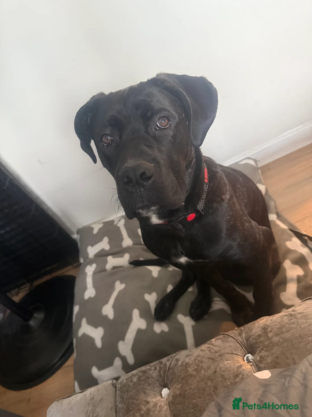 Cane Corso dogs for sale: Male cane corso 10months old - Advert 3