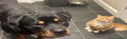 Rottweiler dogs for sale: Dougie, Rottweiler in Bristol - Advert 1