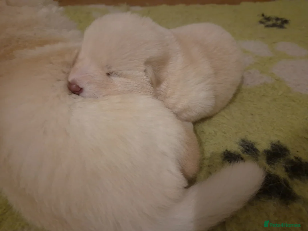 German Shepherd dogs for sale: Stunning white german shepherds  - Advert 14