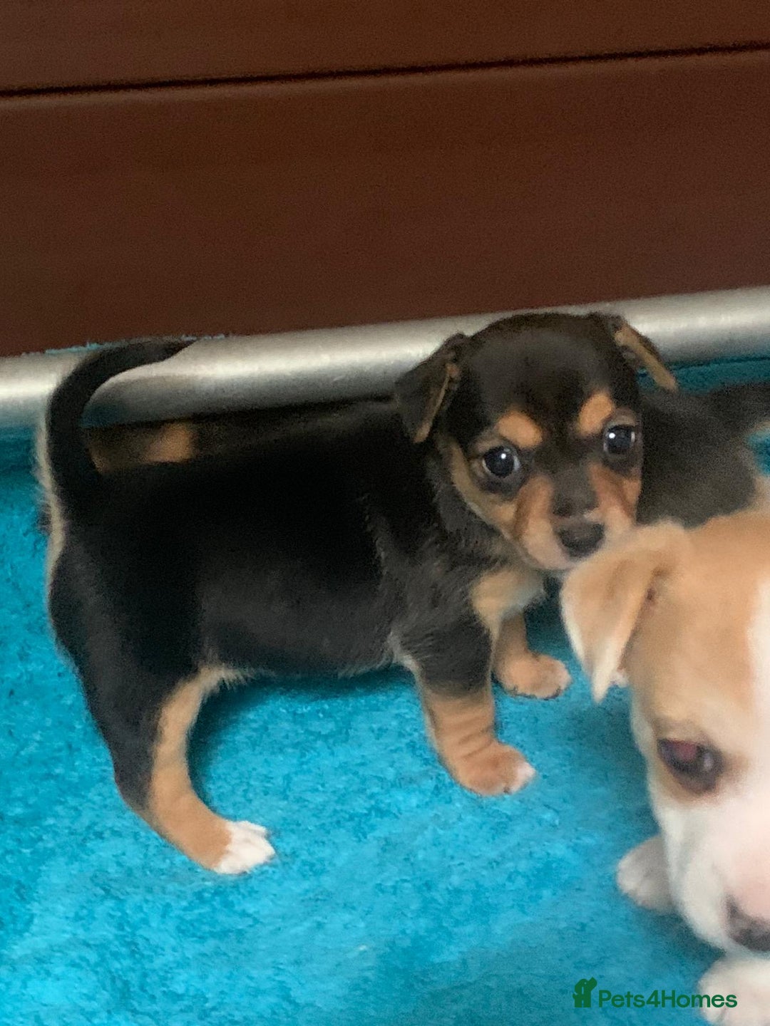 Jack Russell dogs for sale: Exceptional litter of miniature Jack RussellS - Image 13