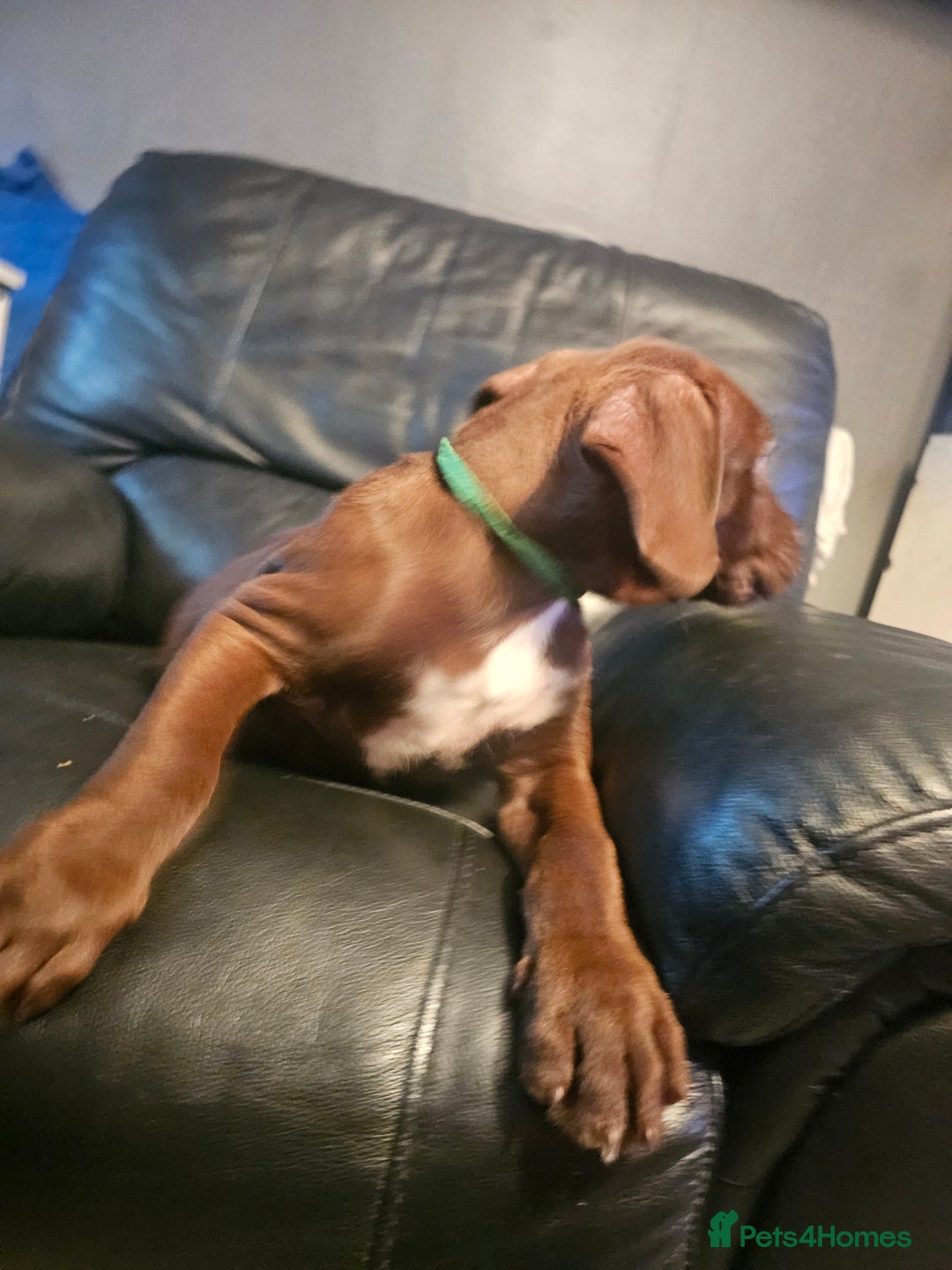 Mastiff dogs for sale: Mastiff Hybrids  - Image 19