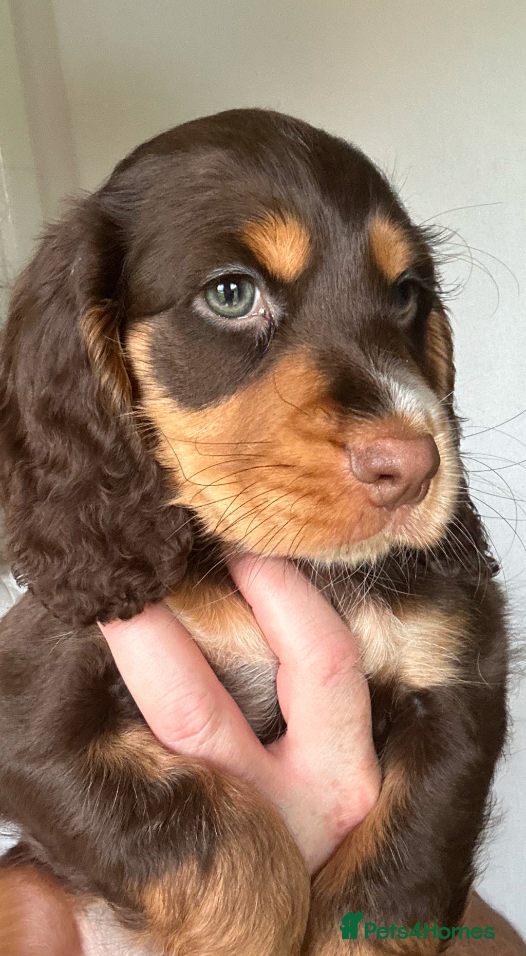 Cocker Spaniel dogs for sale: Five star rating Cocker spaniel puppies ⭐️⭐️⭐️⭐️⭐️ - Image 18