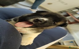 Akita dogs for sale: Female Akita puppy  - Image 3