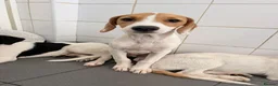 Mixed Breed dogs for adoption: Cute Hector - Advert 3