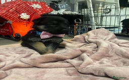 German Shepherd dogs for sale: Lovely GSD puppies  - Advert 6