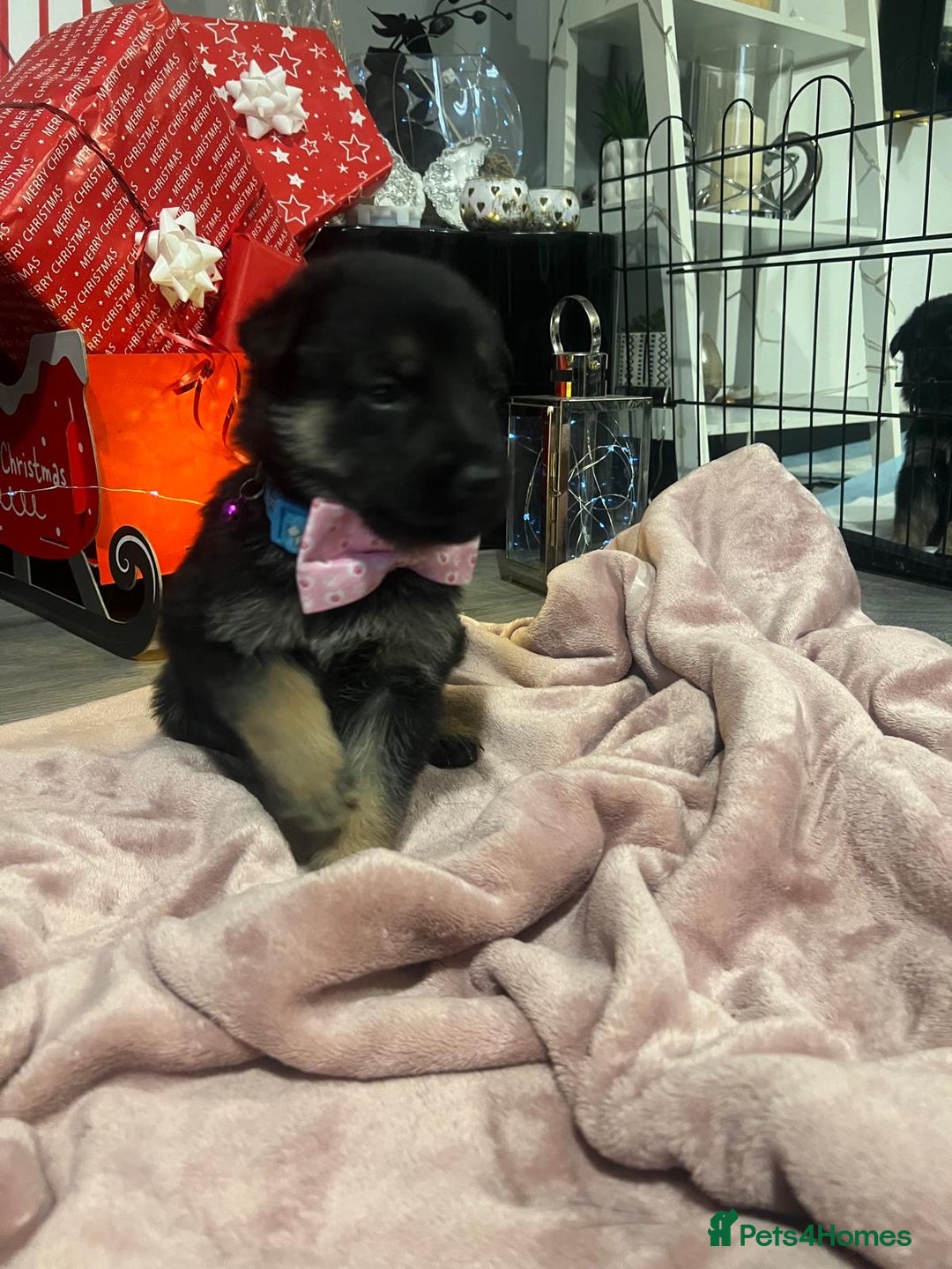 German Shepherd dogs for sale: Lovely GSD puppies  - Advert 6