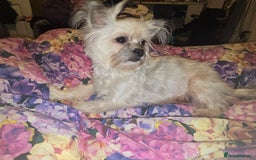 Pomchi dogs for sale: Pomchi - Image 14