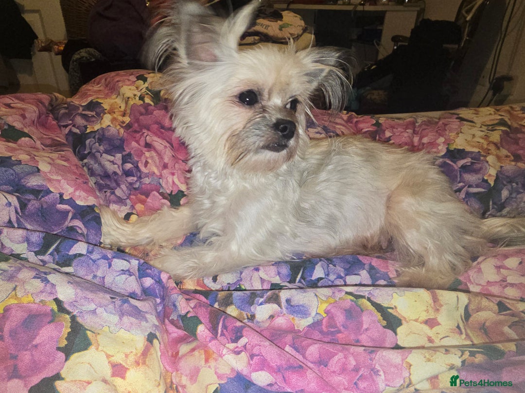 Pomchi dogs for sale: Pomchi - Image 14