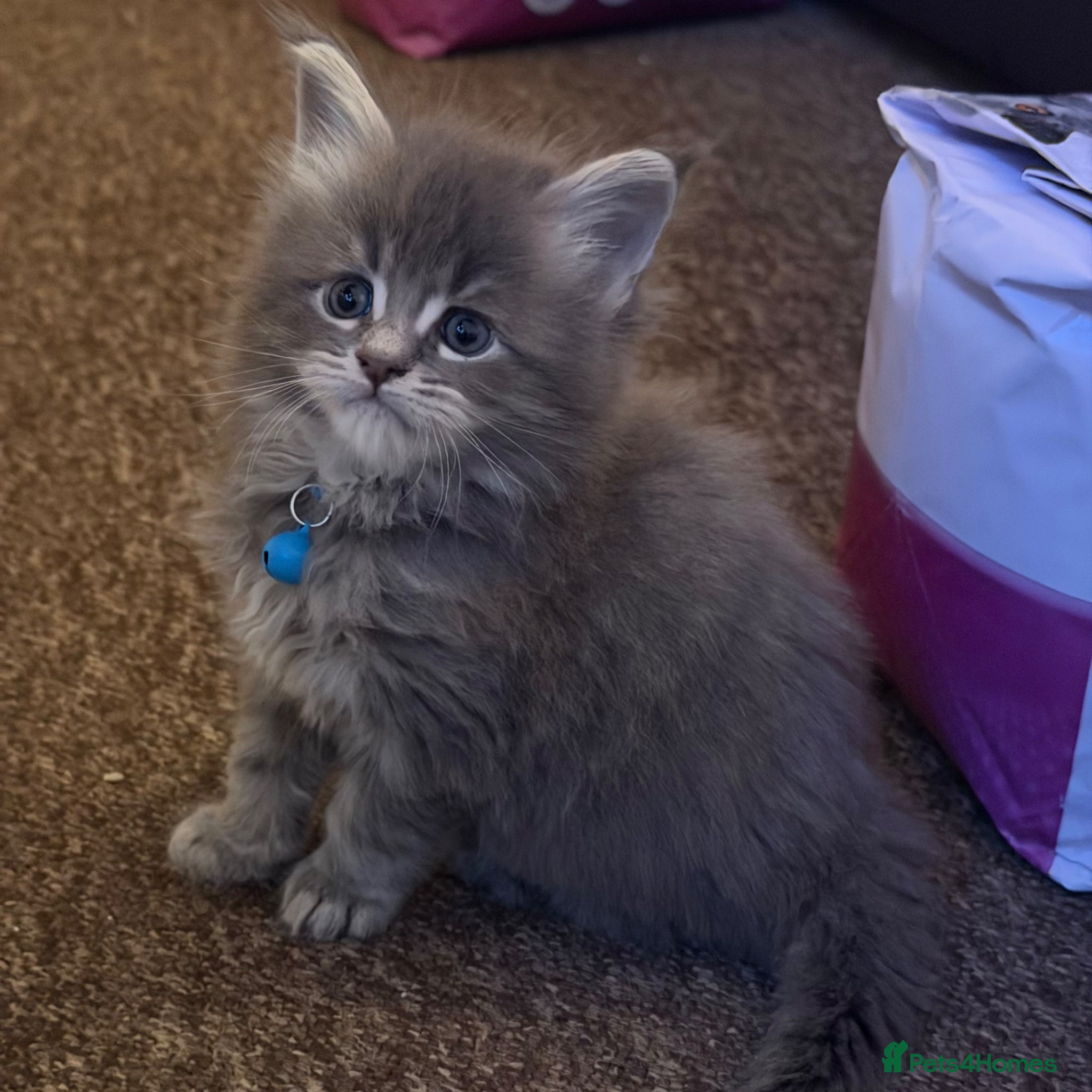 Maine Coon cats 2 Left - Gentle, Playful, Affectionate Maine Coons - Advert 1