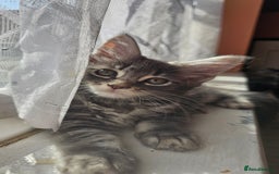 Maine Coon cats for sale: Large Breed Maine Coon Cross - Image 7