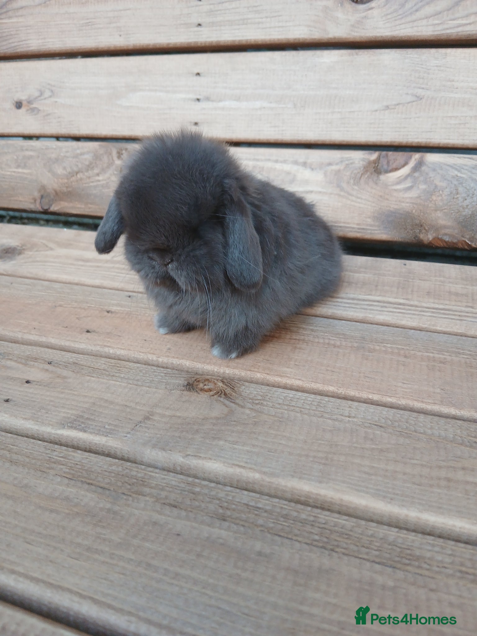 Mini Lop rabbits Purebred mini lop boys ready to reserve - Advert 12