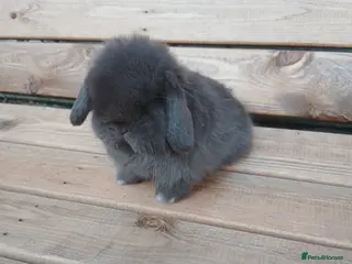 Mini Lop rabbits Purebred mini lop boys ready to reserve - Advert 12