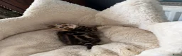 Bengal cats for sale: Pedigree Bengal kittens available. - Advert 16
