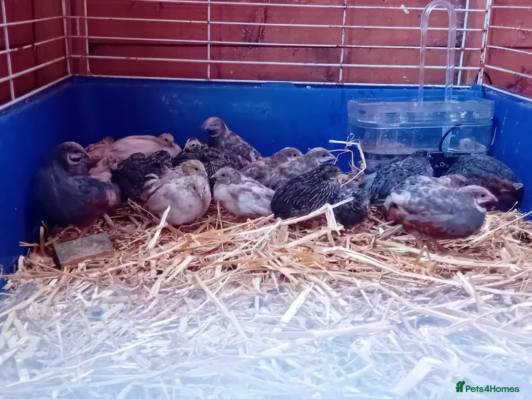 Quail poultry for sale: Male Button Quail For Sale - Advert 2