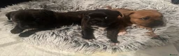 Staffordshire Bull Terrier dogs for sale: 🐾 Beautiful Brindle Staffordshire Terrier Boy  - Advert 14