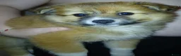 Mixed Breed dogs for sale: Pomeranian  - Advert 5