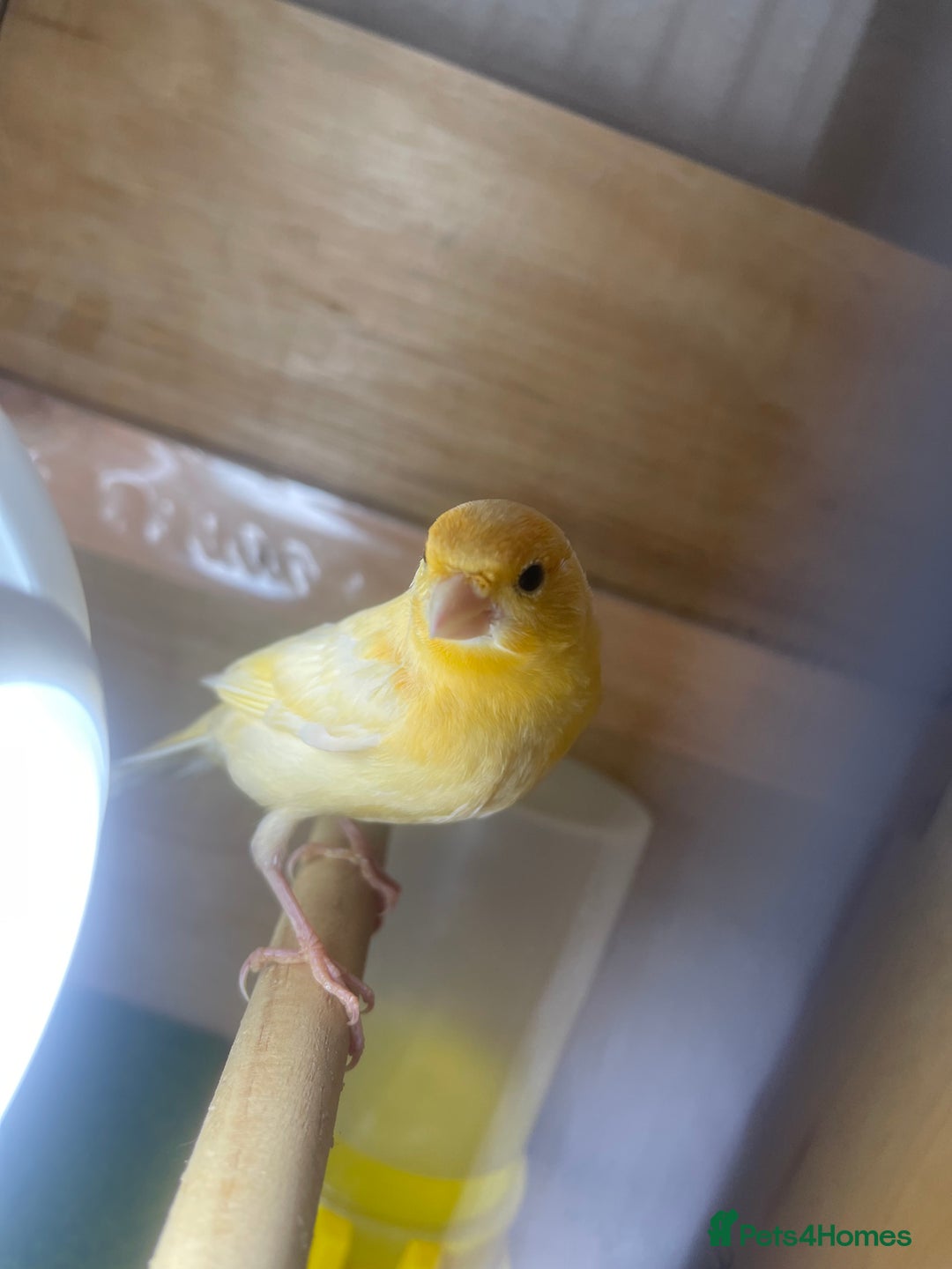 Canaries birds for sale: Young canaries  - Image 5